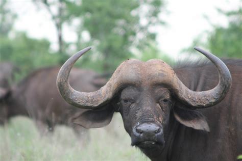 De Vliegende Buffel! Een Metaforische Ontrafeling van Decolonisatie en Sociaal Bewustzijn in het 8e-eeuwse Filipijnen