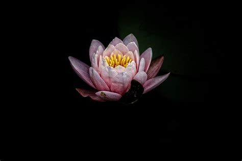  Lotus and Cranes : Een Ontroerende Weerspiegeling van Vrede en Geestdrift