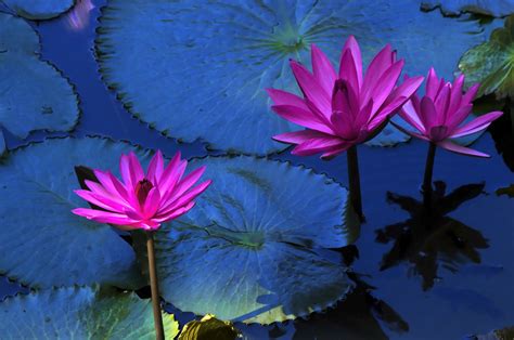  De 'Bloeiende Lotus van Chenderi' - een Visioen van Mystiek en Betoverende Schoonheid!